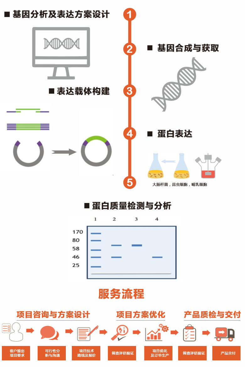 重组蛋白表达服务 重组蛋白表达服务